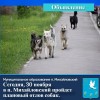 Сегодня, 30 ноября, на территории муниципального образования будет осуществляться плановый отлов животных (собак) без владельцев. 